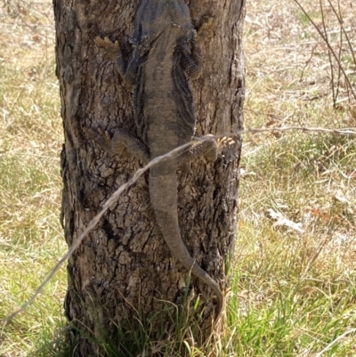 Pogona barbata (Eastern Bearded Dragon) at Red Hill to Yarralumla Creek - 1 Oct 2023 by KL