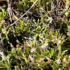 Myriophyllum pedunculatum subsp. pedunculatum at Bendoura, NSW - suppressed