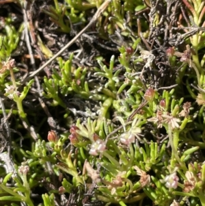 Myriophyllum pedunculatum subsp. pedunculatum at Bendoura, NSW - 30 Sep 2023