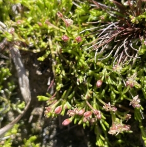 Myriophyllum pedunculatum subsp. pedunculatum at Bendoura, NSW - 30 Sep 2023