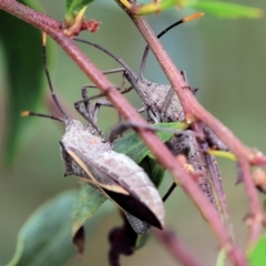 Mictis profana (Crusader Bug) at Wodonga, VIC - 1 Oct 2023 by KylieWaldon