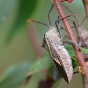 Mictis profana at WREN Reserves - 1 Oct 2023