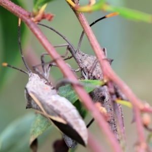Mictis profana at WREN Reserves - 1 Oct 2023 08:59 AM