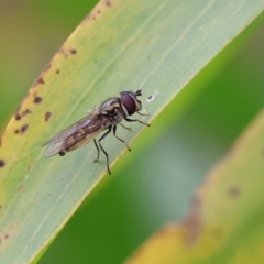 Syrphini (tribe) (Unidentified syrphine hover fly) at Wodonga, VIC - 1 Oct 2023 by KylieWaldon