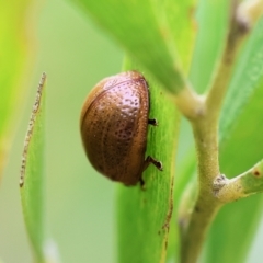 Dicranosterna semipunctata (Leaf beetle) at WREN Reserves - 1 Oct 2023 by KylieWaldon