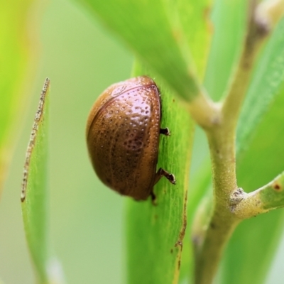 Dicranosterna semipunctata (Leaf beetle) at Wodonga, VIC - 30 Sep 2023 by KylieWaldon