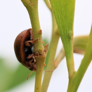 Dicranosterna semipunctata at WREN Reserves - 1 Oct 2023