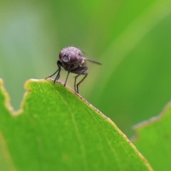 Unidentified Long-legged Fly (Dolichopodidae) at Wodonga, VIC - 1 Oct 2023 by KylieWaldon