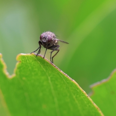 Unidentified Long-legged Fly (Dolichopodidae) at Wodonga - 30 Sep 2023 by KylieWaldon