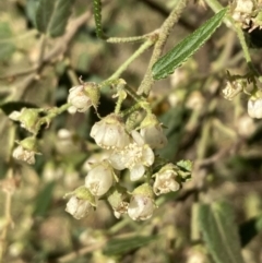 Gynatrix pulchella (Hemp Bush) at Ainslie, ACT - 30 Sep 2023 by SilkeSma