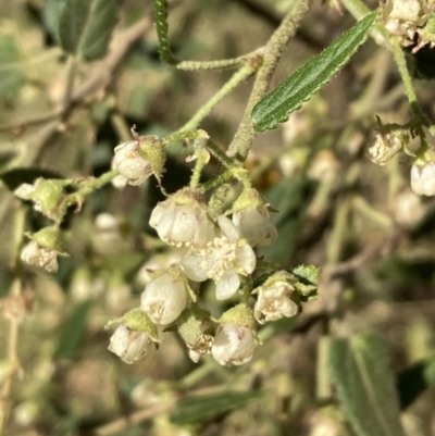 Gynatrix pulchella (Hemp Bush) at Ainslie, ACT - 1 Oct 2023 by SilkeSma