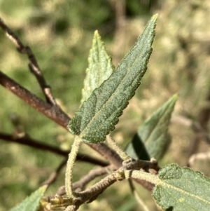 Gynatrix pulchella at Ainslie, ACT - 1 Oct 2023