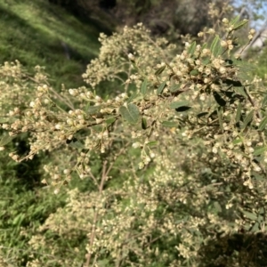 Gynatrix pulchella at Ainslie, ACT - 1 Oct 2023