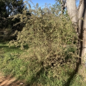 Gynatrix pulchella at Ainslie, ACT - 1 Oct 2023