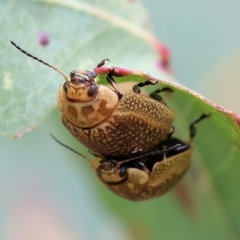 Paropsisterna decolorata (A Eucalyptus leaf beetle) at WREN Reserves - 30 Sep 2023 by KylieWaldon