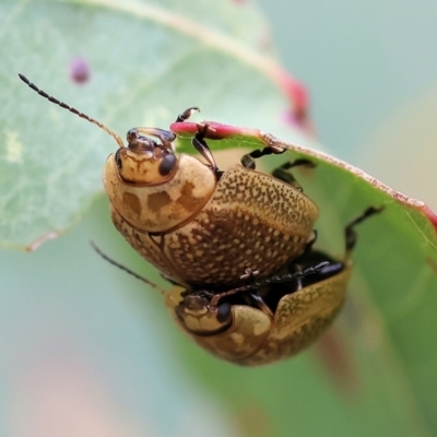 Paropsisterna decolorata (A Eucalyptus leaf beetle) at Wodonga - 30 Sep 2023 by KylieWaldon