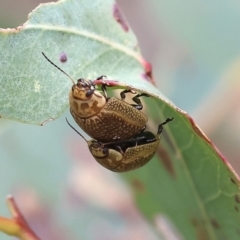 Paropsisterna decolorata at Wodonga, VIC - 1 Oct 2023