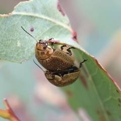 Paropsisterna decolorata at Wodonga, VIC - 1 Oct 2023 09:07 AM