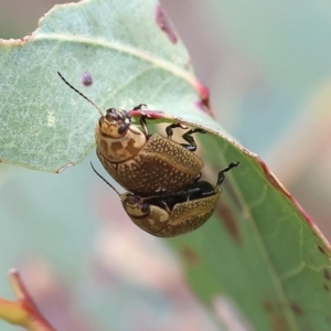 Paropsisterna decolorata at Wodonga, VIC - 1 Oct 2023