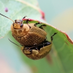 Paropsisterna decolorata at Wodonga, VIC - 1 Oct 2023