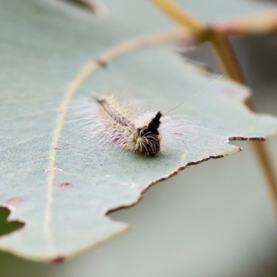 Unidentified Moth (Lepidoptera) at Wodonga, VIC - 30 Sep 2023 by KylieWaldon