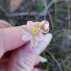 Thelymitra carnea (Tiny Sun Orchid) at Yass River, NSW - 1 Oct 2023 by 120Acres
