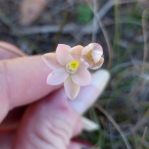 Thelymitra carnea at suppressed - suppressed