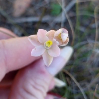 Thelymitra carnea (Tiny Sun Orchid) at Yass River, NSW - 1 Oct 2023 by 120Acres