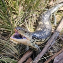 Tiliqua nigrolutea (Blotched Blue-tongue) at QPRC LGA - 1 Oct 2023 by Csteele4