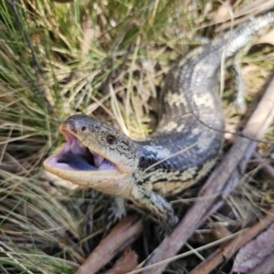 Tiliqua nigrolutea at Captains Flat, NSW - 1 Oct 2023