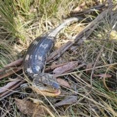 Tiliqua nigrolutea at Captains Flat, NSW - 1 Oct 2023 12:59 PM