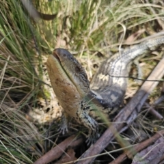 Tiliqua nigrolutea at Captains Flat, NSW - 1 Oct 2023 12:59 PM