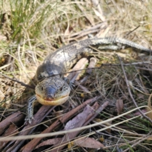 Tiliqua nigrolutea at Captains Flat, NSW - 1 Oct 2023 12:59 PM