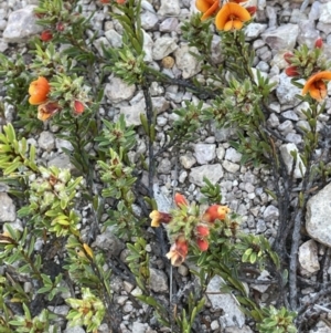 Pultenaea subspicata at Bendoura, NSW - 30 Sep 2023