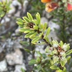 Pultenaea subspicata at Bendoura, NSW - 30 Sep 2023 01:42 PM