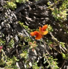 Pultenaea subspicata at Bendoura, NSW - 30 Sep 2023