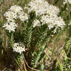 Pimelea linifolia subsp. caesia (Slender Rice Flower) at Ainslie, ACT - 1 Oct 2023 by SilkeSma