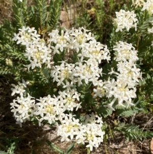 Pimelea linifolia subsp. caesia at Ainslie, ACT - 1 Oct 2023 12:50 PM