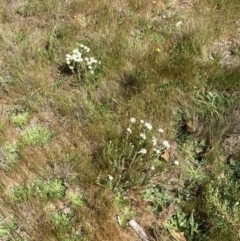 Pimelea linifolia subsp. caesia at Ainslie, ACT - 1 Oct 2023 12:50 PM