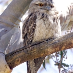 Podargus strigoides at Majura, ACT - 29 Sep 2023