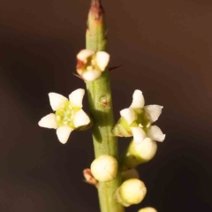 Choretrum pauciflorum (Dwarf Sour Bush) at Bruce, ACT - 1 Oct 2023 by ConBoekel