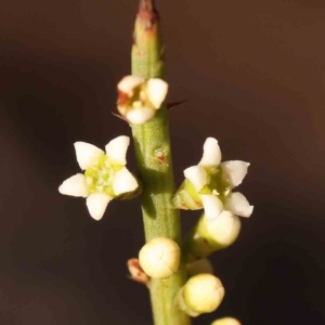 Choretrum pauciflorum at Bruce, ACT - 1 Oct 2023 08:59 AM