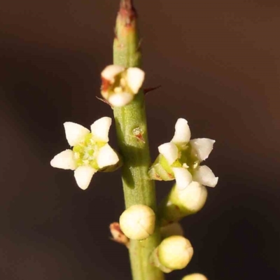 Choretrum pauciflorum (Dwarf Sour Bush) at Bruce Ridge - 30 Sep 2023 by ConBoekel