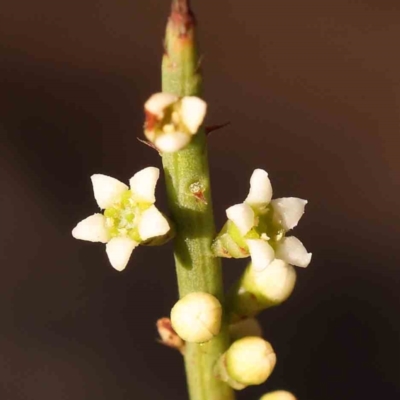 Choretrum pauciflorum (Dwarf Sour Bush) at Bruce, ACT - 1 Oct 2023 by ConBoekel