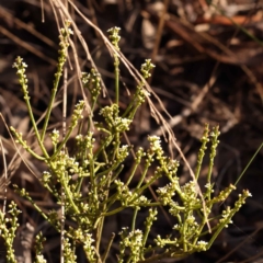 Choretrum pauciflorum at Bruce, ACT - 1 Oct 2023