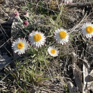 Leucochrysum albicans subsp. tricolor at Bendoura, NSW - 30 Sep 2023 04:00 PM