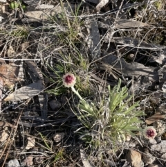 Leucochrysum albicans subsp. tricolor at Bendoura, NSW - 30 Sep 2023 04:00 PM