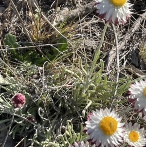 Leucochrysum albicans subsp. tricolor at Bendoura, NSW - 30 Sep 2023