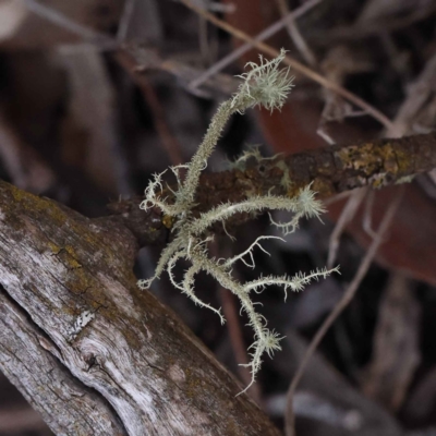 Usnea sp. (genus) (Bearded lichen) at Bruce, ACT - 30 Sep 2023 by ConBoekel