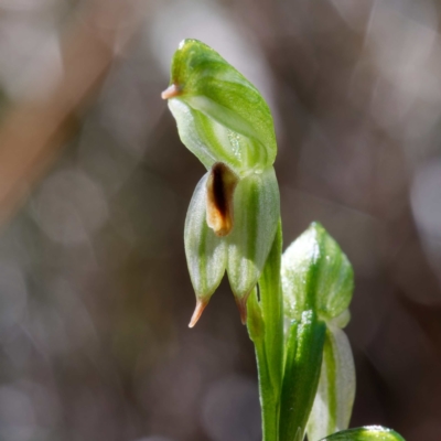 Bunochilus montanus (ACT) = Pterostylis jonesii (NSW) (Montane Leafy Greenhood) at Paddys River, ACT - 28 Sep 2023 by DPRees125